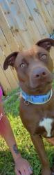 Lost Female Dog last seen Chase rd Lakeland Florida 33810, Lakeland, FL 33810
