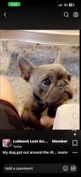 Lost Female Dog last seen Slide and 4th street, Lubbock, TX 79416