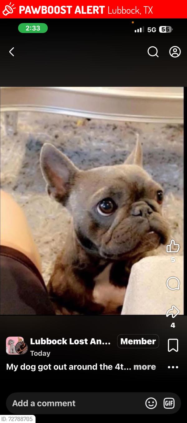 Lost Female Dog last seen Slide and 4th street, Lubbock, TX 79416