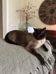 Lost Male Cat last seen Pufferbelly Trail south of the Y on Dupont Rd, Fort Wayne, IN 46825