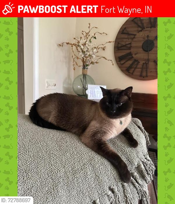 Lost Male Cat last seen Pufferbelly Trail south of the Y on Dupont Rd, Fort Wayne, IN 46825