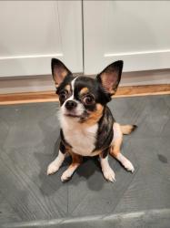 Lost Female Dog last seen Eastvale Gateway, near Staples, Eastvale, CA 92880