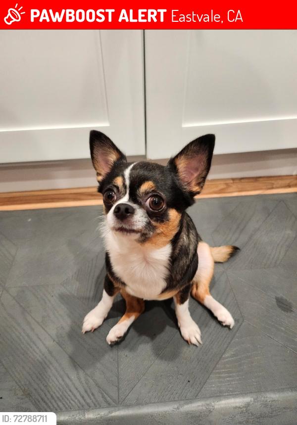 Lost Female Dog last seen Eastvale Gateway, near Staples, Eastvale, CA 92880