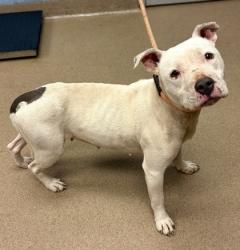 Shelter Stray Female Dog last seen Near Laurice Ct, Decatur, GA 30034, 30034, GA, Atlanta, GA 30341