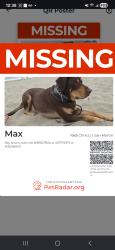 Lost Male Dog last seen Near chris lane san martin, San Martin, CA 95046