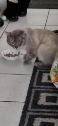 Found/Stray Male Cat last seen Lynn ln., Huntington Beach, CA 92648