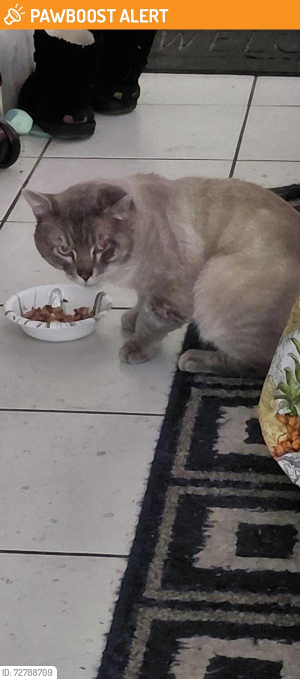 Found/Stray Male Cat last seen Lynn ln., Huntington Beach, CA 92648
