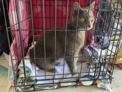 Found/Stray Female Cat last seen Gear rd, Hughson, CA 95326
