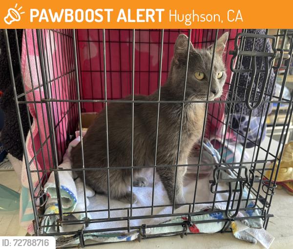 Found/Stray Female Cat last seen Gear rd, Hughson, CA 95326