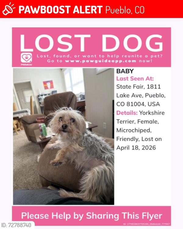 Lost Female Dog last seen Jones Avenue near the hosp, Pueblo, CO 81004