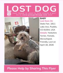 Lost Female Dog last seen Jones Avenue near the hosp , Pueblo, CO 81004