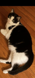 Lost Female Cat last seen West Wilkins and West Puett, Dallas, NC 28034