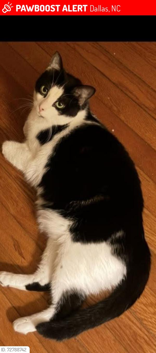 Lost Female Cat last seen West Wilkins and West Puett, Dallas, NC 28034