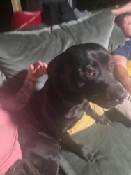 Lost Male Dog last seen Stony point extenshion, Moshannon, PA 16874