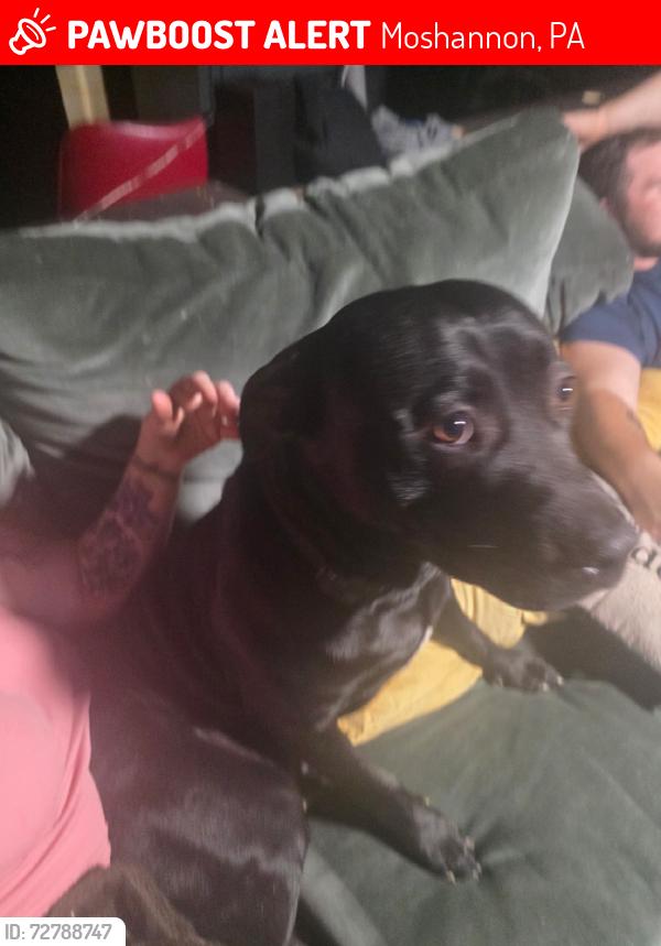 Lost Male Dog last seen Stony point extenshion, Moshannon, PA 16874