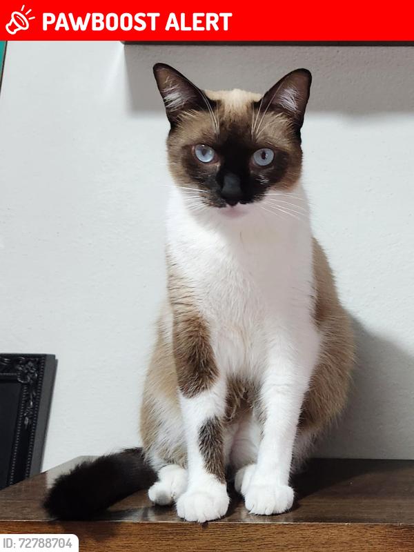 Lost Male Cat last seen Rua Braz Forestieri, Rua Maestro Benedito Camargo, Rua Cônego André Pieroni, Jardim Guadalajara, SP 18045-570