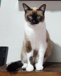 Lost Male Cat last seen Rua Braz Forestieri, Rua Maestro Benedito Camargo, Rua Cônego André Pieroni, Jardim Guadalajara, SP 18045-570