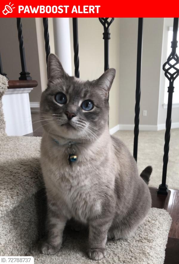 Lost Female Cat last seen East Senour Drive, Timberdale Dr, West Chester Township, OH 45069