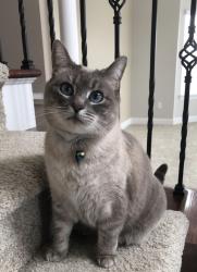 Lost Female Cat last seen East Senour Drive, Timberdale Dr, West Chester Township, OH 45069