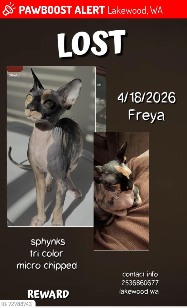 Lost Female Cat last seen park lodge elementary , Lakewood, WA 98499