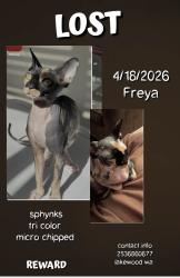 Lost Female Cat last seen park lodge elementary , Lakewood, WA 98499