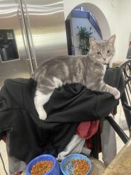 Lost Male Cat last seen Mohawk and pebble, Enterprise, NV 89139