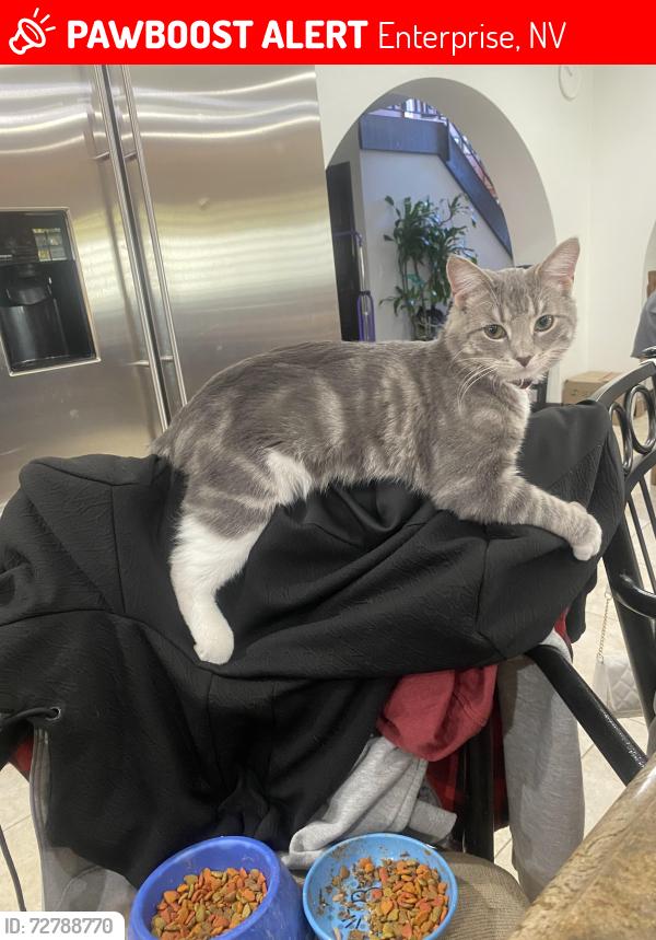 Lost Male Cat last seen Mohawk and pebble, Enterprise, NV 89139
