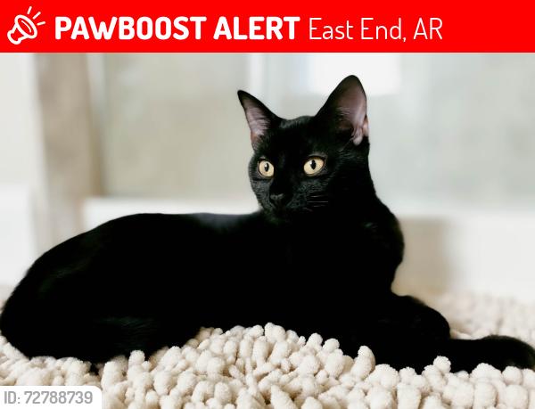 Lost Male Cat last seen Chick Lane, East End, AR 72206
