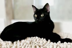 Lost Male Cat last seen Chick Lane, East End, AR 72206
