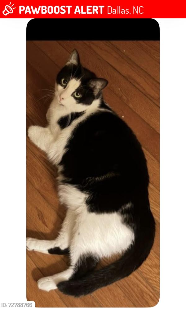 Lost Female Cat last seen West Wilkins and West Puett, Dallas, NC 28034