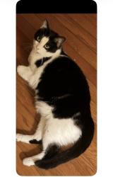 Lost Female Cat last seen West Wilkins and West Puett, Dallas, NC 28034