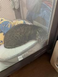Lost Male Cat last seen Shabour and Stanleyville Dr, Rural Hall, NC 27045