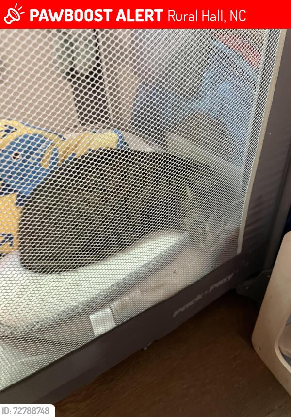 Lost Male Cat last seen Shabour and Stanleyville Dr, Rural Hall, NC 27045
