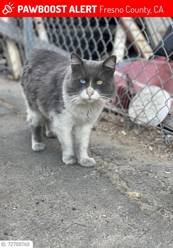 Lost Male Cat last seen enson & Hwy 180 (Whitesbridge) , Fresno County, CA 93723