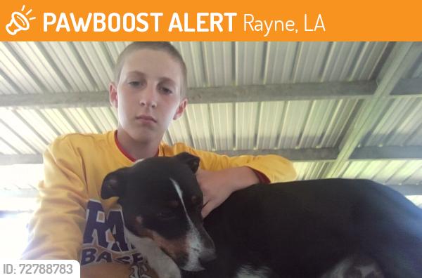 Found/Stray Male Dog last seen Hanks wharehouse, Rayne, LA 70578
