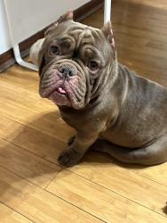 Lost Male Dog last seen Douglas and homan , Chicago, IL 60623
