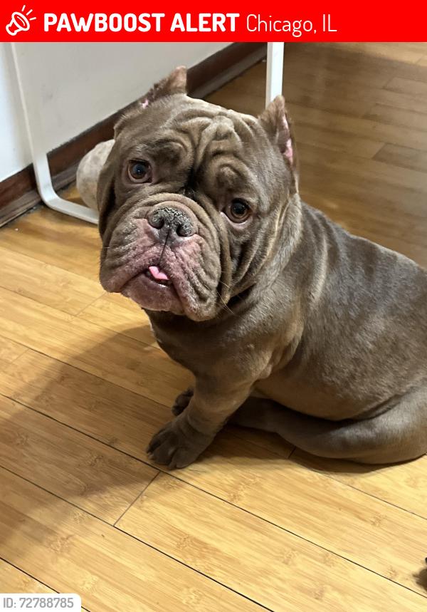 Lost Male Dog last seen Douglas and homan , Chicago, IL 60623