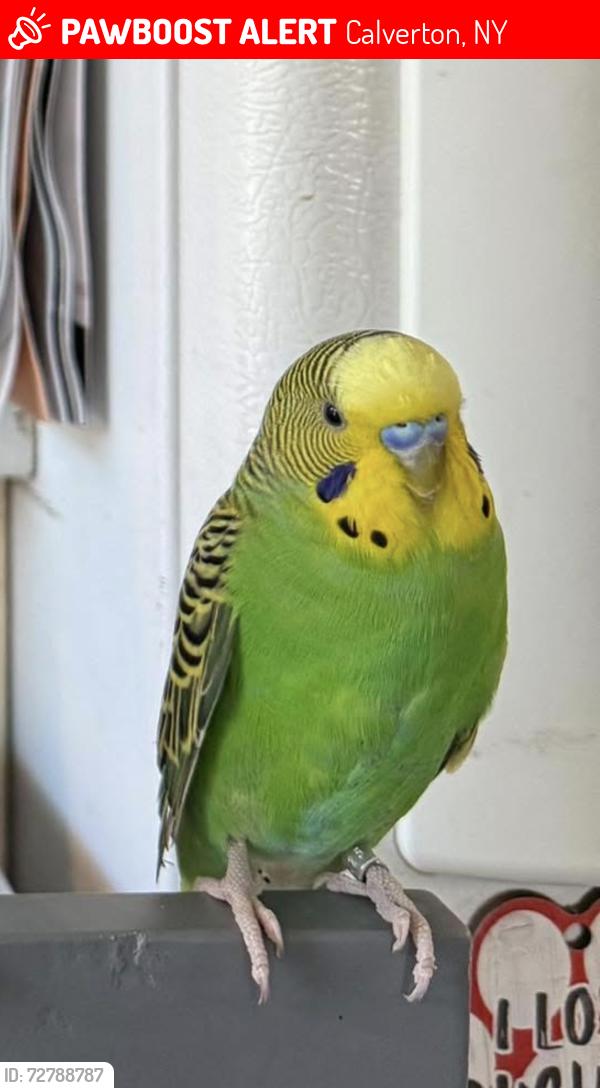 Lost Male Bird last seen Pinehurst Blvd , Calverton, NY 11933