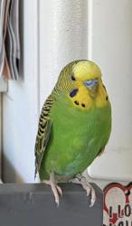 Lost Male Bird last seen Pinehurst Blvd , Calverton, NY 11933