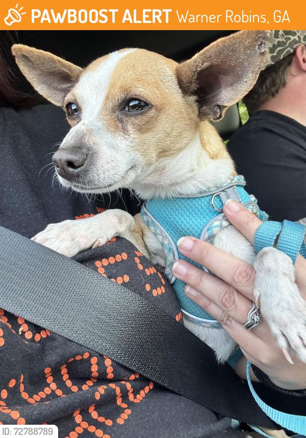 Found/Stray Male Dog last seen MLK & S. 3rd Street, Warner Robins, by what used to be base housing , Warner Robins, GA 31088