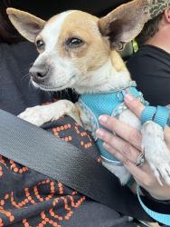 Found/Stray Male Dog last seen MLK & S. 3rd Street, Warner Robins, by what used to be base housing , Warner Robins, GA 31088