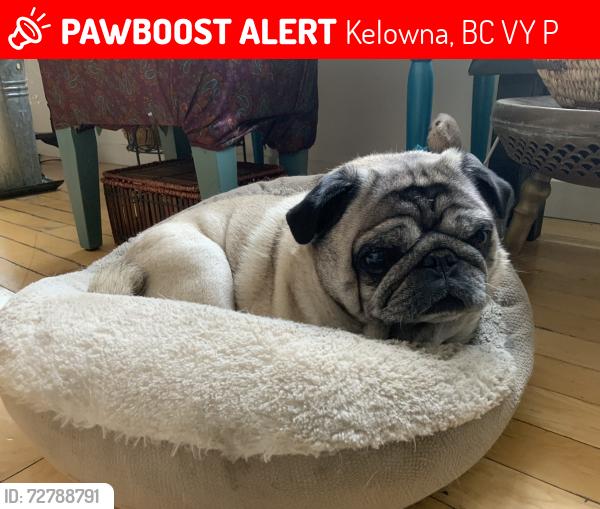 Lost Male Dog last seen Richter and morrison, Kelowna, BC V1Y 2P8