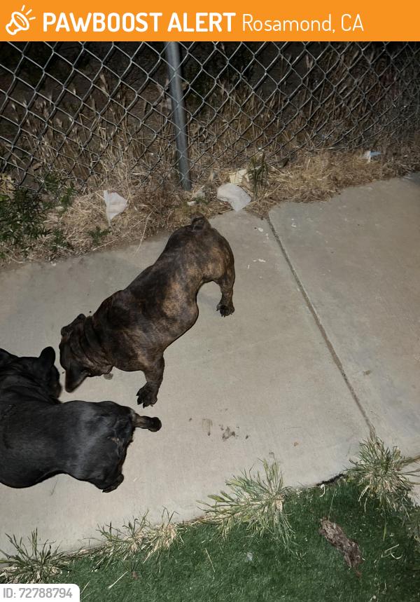 Found/Stray Male Dog last seen Ave A and 80th, Rosamond, CA 93560