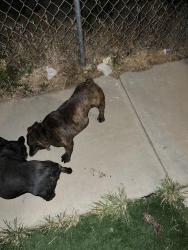 Found/Stray Male Dog last seen Ave A and 80th, Rosamond, CA 93560