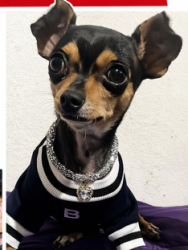 Lost Female Dog last seen calle morelos sanctorum arriba de la iglesia, Sanctorum, Pue. 72730
