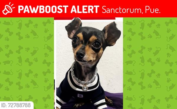 Lost Female Dog last seen calle morelos sanctorum arriba de la iglesia, Sanctorum, Pue. 72730