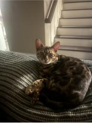 Lost Female Cat last seen Near foster court cloverdale , Cloverdale, CA 95425