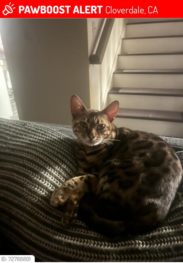 Lost Female Cat last seen Near foster court cloverdale , Cloverdale, CA 95425