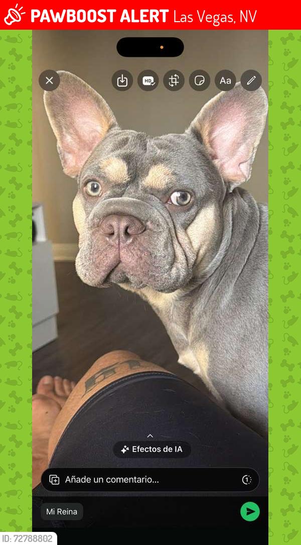 Lost Male Dog last seen Maryland, Best Buy, Spencer st, Algonquin Dr, Las Vegas, NV 89119