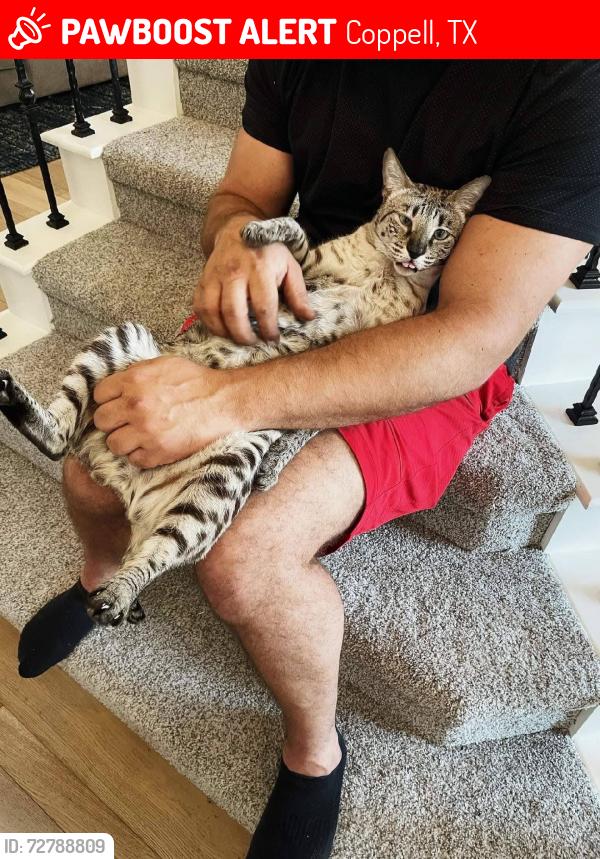 Lost Male Cat last seen Cottonwood Creek Elem, Coppell, TX 75019